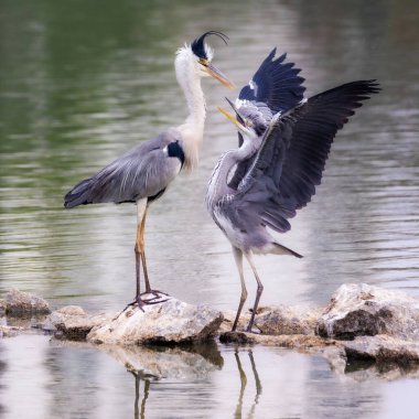 Güzel bir çift gri balıkçıl (Ardea cinerea) bir gölde kayalar üzerinde