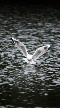 A vertical shot of a Red-billed Gull spreading wings above the water