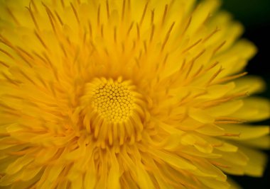 A macro shot of a dandelion head in bloo