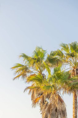A vertical closeup of palm trees on the beach against a blue cloudless sky in Fort Morgan, Alabama