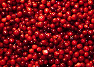 Kovada bir sürü yaban mersini var. Arka plan ya da benzer bir şey için harika..