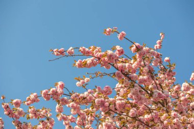 A closeup of beautiful pink cherry blossoms against a blue sky