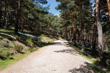 A fire road cuts through a pine forest in Madrid, Spain