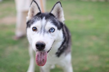 A closeup of the Siberian Husky on the green lawn in the park. Selected focus.