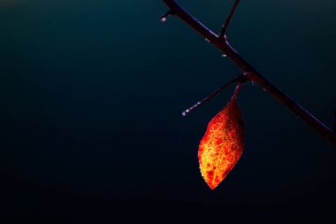 A closeup shot of an orange leaf on a branch of a tree on a blue background