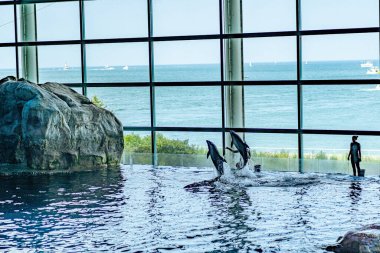 The dolphins training in the dolphinarium while being watched by the trainer.