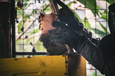 A beekeeper extracting the hive full of honey from the crate