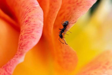 A macro shot of a orange rose with a small ant on the petals in rays of the summer sun