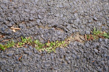 A top view of short grass growing in concrete