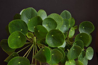 Blick auf die Blaetter des Chinesischen Geldbaums Pilea peperomioides