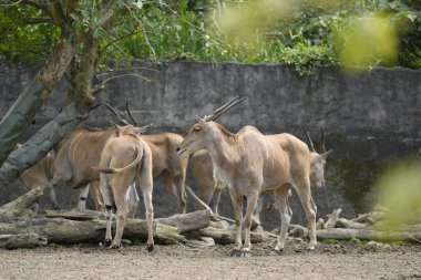 A selective focus shot of antelopes at the zoo in Taipei