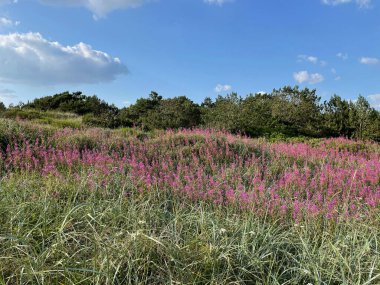 A field of rosebay willowherb or fireweed on a sunny day against blue sky with small clouds