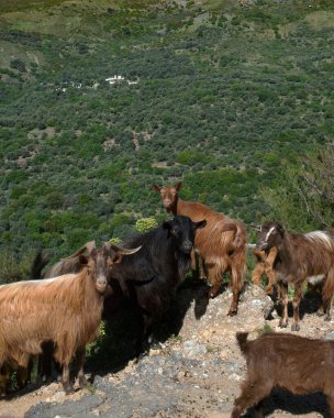A vertical shot of a herd of mountain goats enjoying the sun on the valley