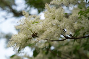 Çiçek açan beyaz anason çiçeklerinin yakın plan çekimi.
