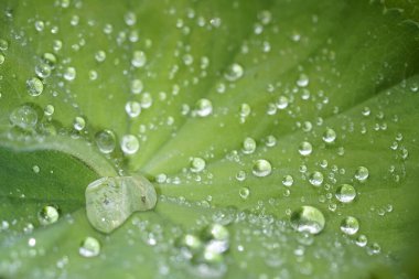 Güneş ışığı altındaki bir yaprağın üzerine su damlalarının yakın çekim görüntüsü - mükemmel duvar kağıtları - mibu