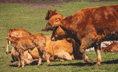 Limousin cinsi sığır güder ve tarlada otlar.