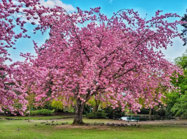 Gündüz vakti Beacon Hill Park, Victoria, BC, Kanada 'da büyük bir kiraz ağacının altında duran küçük bir kuş sürüsü.