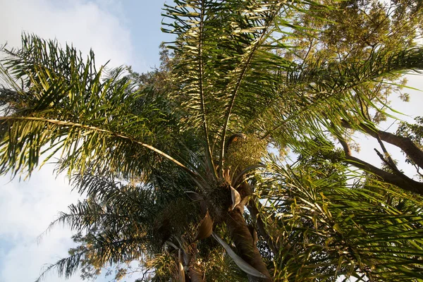 Güneşli Bir Yaz Gününde Bir Palmiye Ağacının Alçak Açılı Görüntüsü — Stok fotoğraf