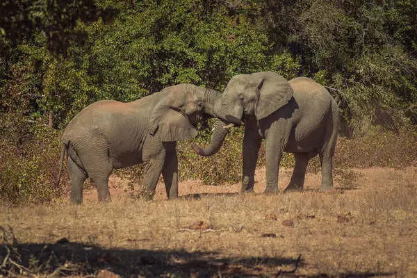 Closeup Elephants Safari — Stock Photo, Image