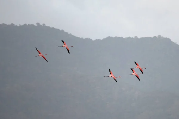 Beautiful Flock American Flamingos Phoenicopterus Ruber Flying Hills Background — стокове фото