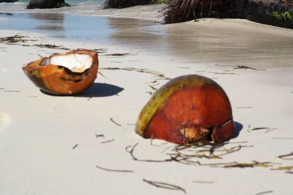 在阿鲁巴阳光明媚的日子里 沙滩上覆盖着棕榈树的椰子美景映入眼帘 — 图库照片