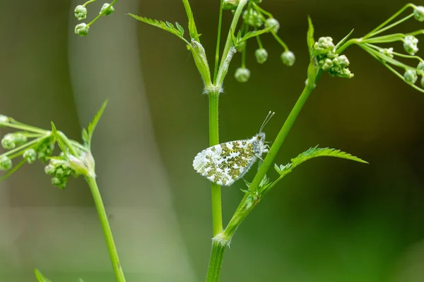 暗绿色背景的绿色植物上的橙色尖端蝴蝶浅谈 — 图库照片