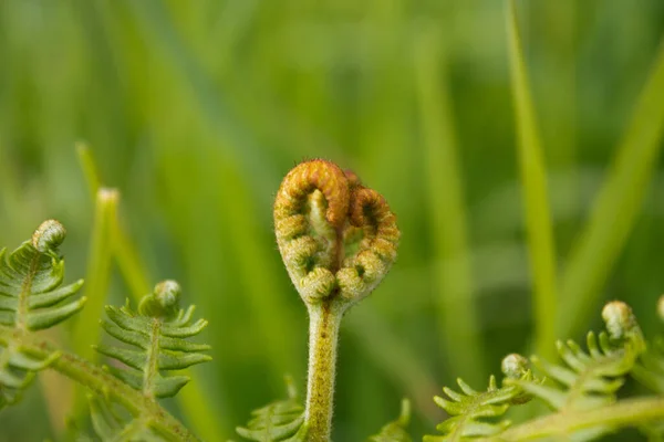 Closeup Plant Tendril Blossom Green Leaves Outdoors — Fotografia de Stock