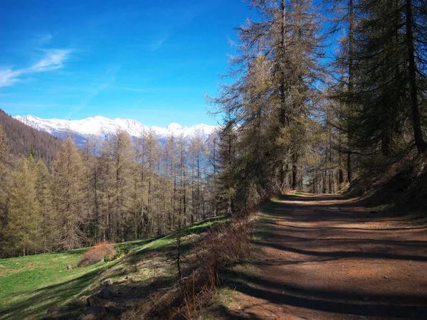 Nice picture of a forest path with the snow-covered Alps in the background