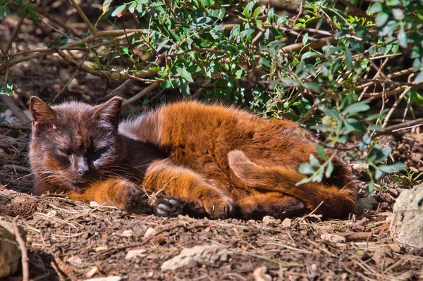 Cat Bush Sleeping — Stock Photo, Image