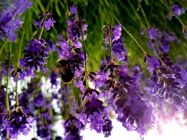 Closeup Bumblebee Pollinating Lavender Flowers Sunny Day — Photo