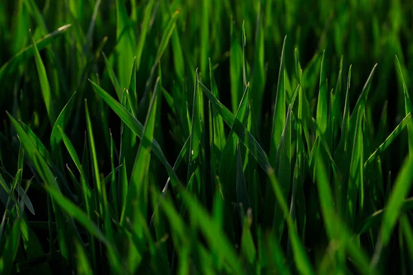 Крупный План Свежей Зеленой Травы Поле — стоковое фото