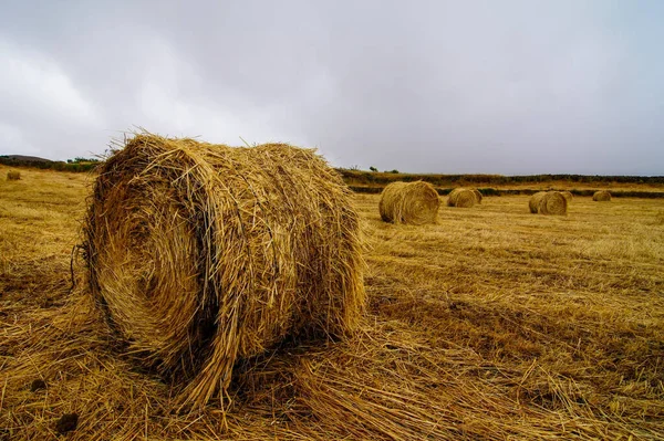 Paca Heno Primer Plano Del Campo Rural —  Fotos de Stock