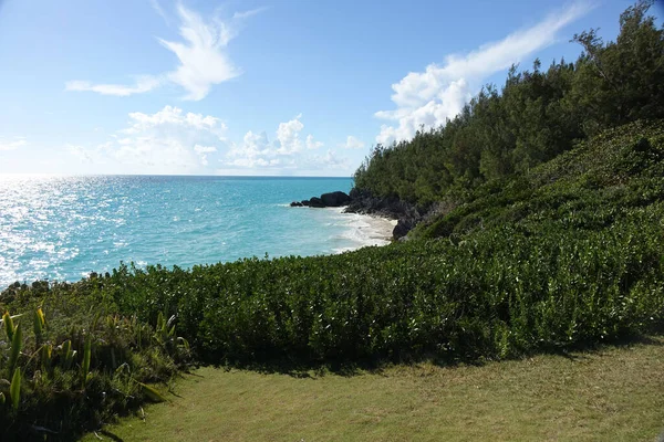 Wild Plants Rock Formations Cliffside West Whale Bay Beach Sunny —  Fotos de Stock