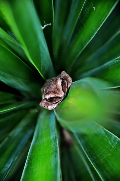 Vertical Top View Boophis Madagascariensis Looking While Hiding Grass — Stock Photo, Image