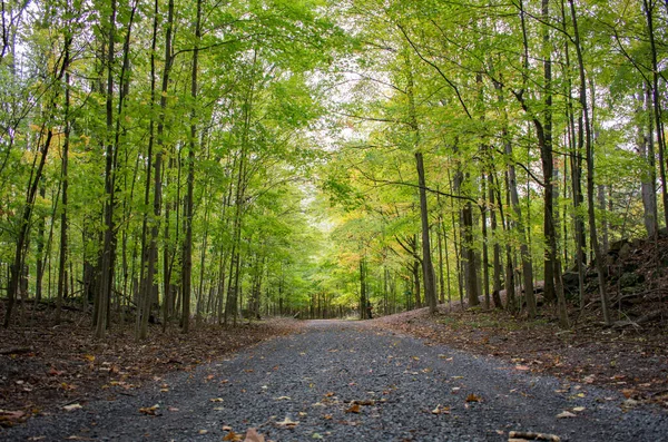 Scenic View Asphalt Road Forest Surrounded Tall Trees Autumn — Stock fotografie