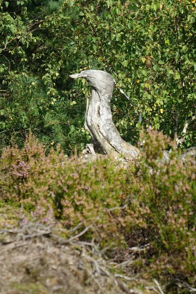 Bird Shaped Root Top Majestic Outlook Point Bayerischer Windstein German — kuvapankkivalokuva