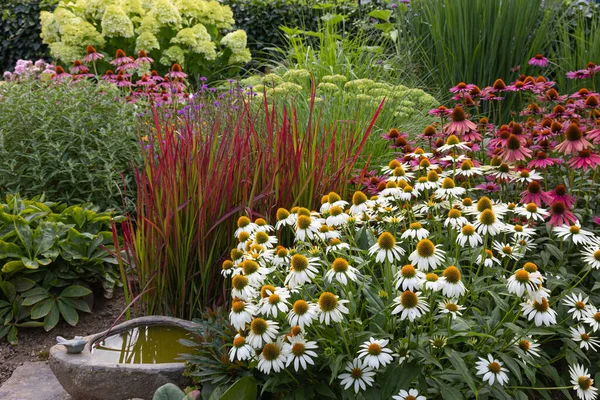 Garden View Variety Coneflowers Different Colors Green Hydrangea Blossoms Japanese — Foto Stock