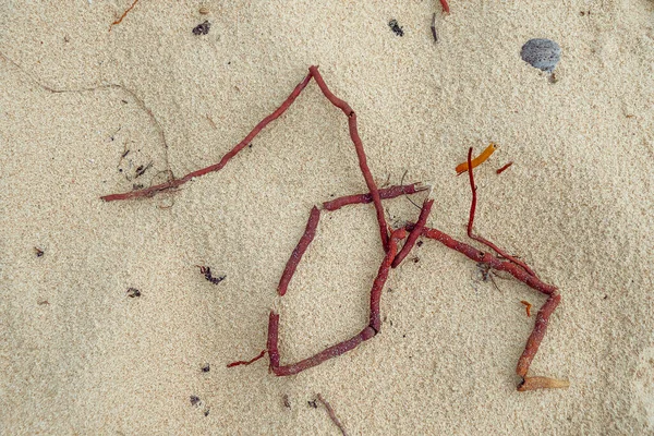 Close Dos Detalhes Uma Folha Vermelha Rio San Juan República — Fotografia de Stock