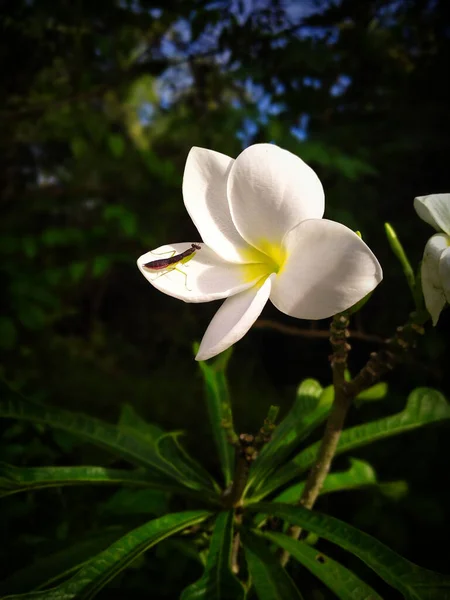 Closeup Plumeria Flower Common Mantis Dark Garden — Stock Photo, Image