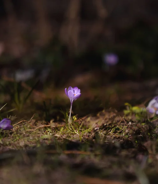 Vertical Shot Blooming Purple Crocus Flower Field — Stock Photo, Image
