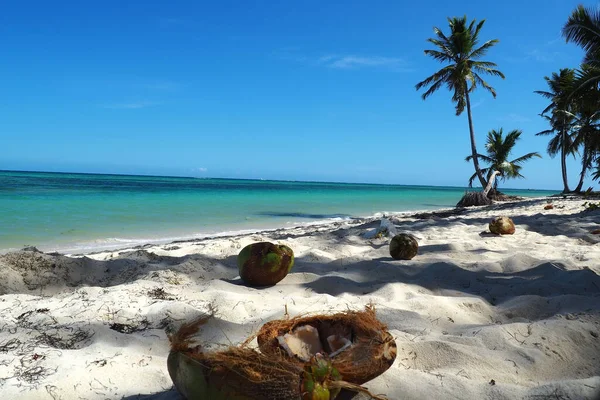 Vacker Utsikt Över Kokosnötter Sandörnen Beach Täckt Med Palmer Solig — Stockfoto