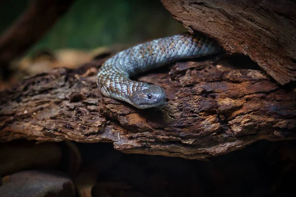 Selective Snake Tree — Stockfoto