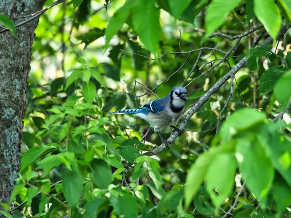 Soft Focus Blue Jay Perched Leafy Tree Park — Stock Photo, Image