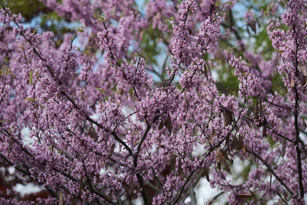 Närbild Vackra Lila Syrener Blommor Trädgården — Stockfoto
