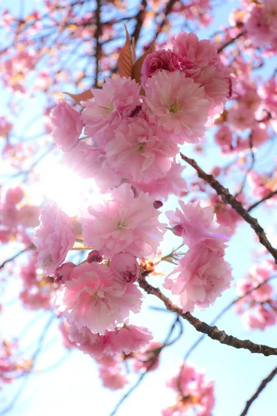 Vertical Shot Beautiful Japanese Cherry Tree Cherry Blossoms — Stockfoto