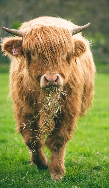 Vertical Shot Scottish Highland Cow Green Field — Stock Photo, Image