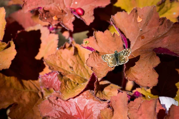 Closeup Grizzled Skipper Pyrgus Malvae Autumn Leaves Selected Focus — Stockfoto