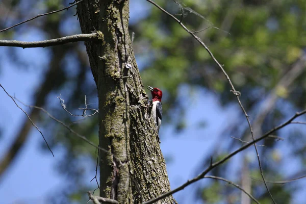 Red Headed Woodpecker Tree Trunk — Stock Photo, Image