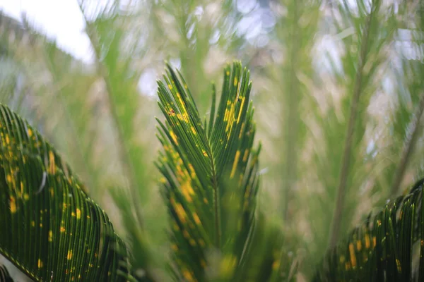 Closeup Fresh Plant Growing Garden Sunny Day — Photo