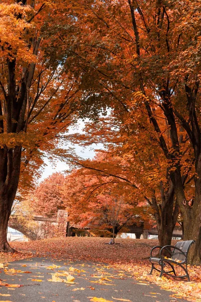 Vertical Shot Park Autumn — Stock Photo, Image